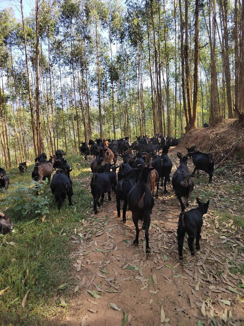 湖南最好的黑山羊品种是哪个？-图2