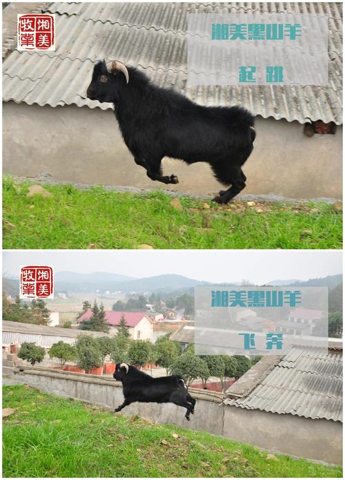 湖南最好的黑山羊品种是哪个？-图3