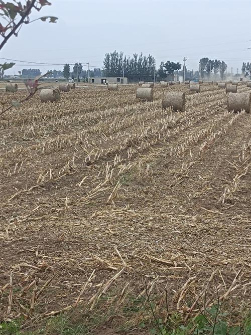 玉米秸秆养殖技术具体怎么操作?-图1 玉米秸秆养殖技术具体怎么操作?-图1