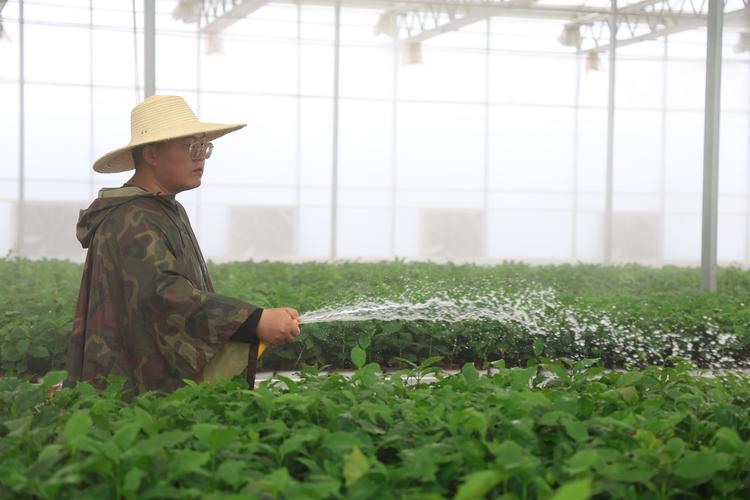 2025狍子种苗价格会涨还是跌？-图1