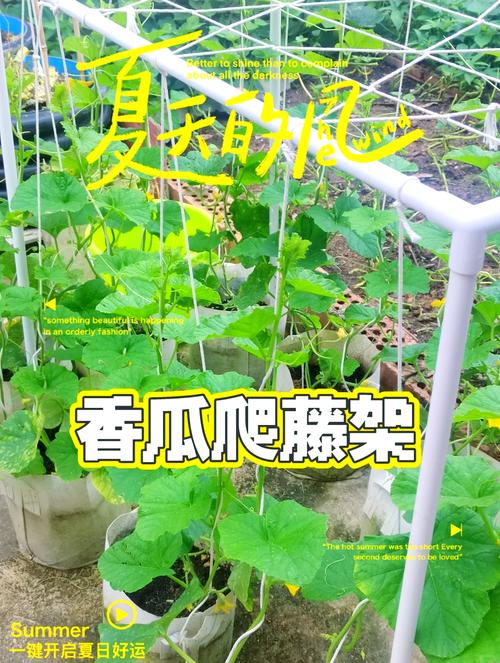 南瓜立架怎么搭才高产？-图1