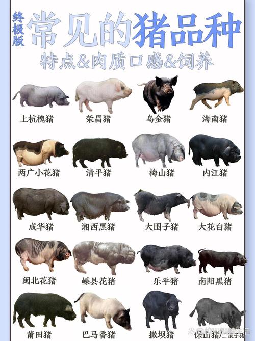 哪种猪最适合放养?-图1 哪种猪最适合放养?-图1