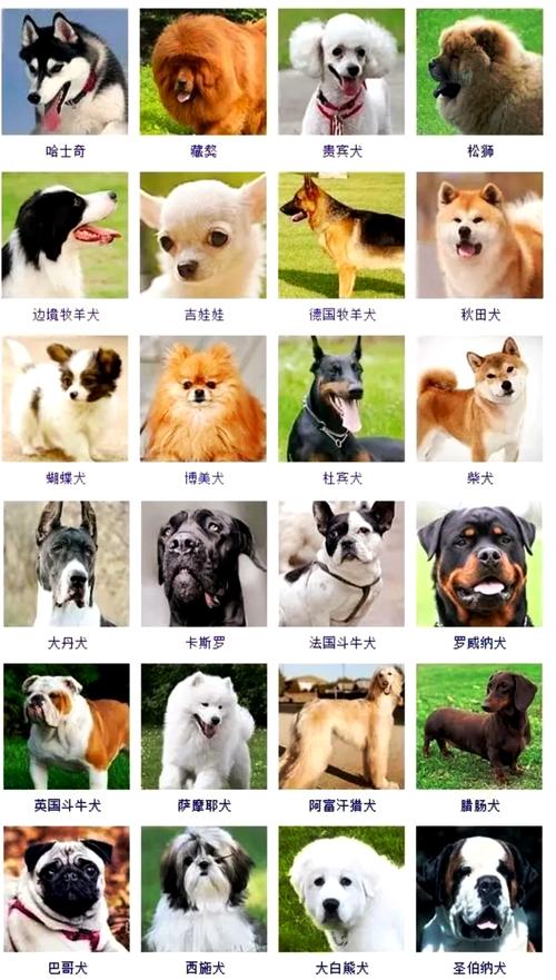 肉狗养殖哪个品种最佳?-图3 肉狗养殖哪个品种最佳?-图3