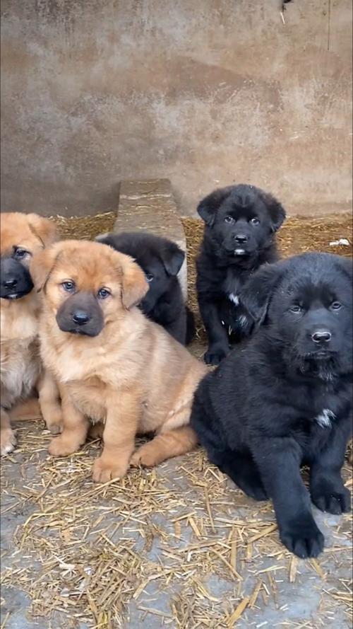 肉狗养殖哪个品种最佳？-图2