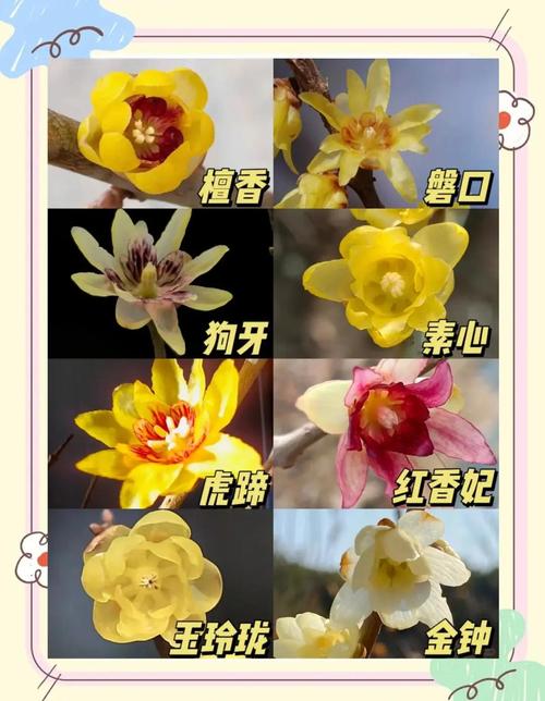 哪种梅花最耐寒？排行榜前三是哪些？-图2