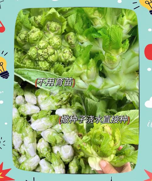 娃娃菜幼苗浇水施肥咋管？-图1