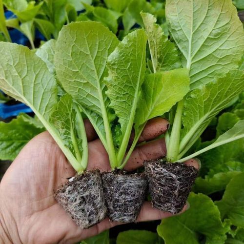 娃娃菜幼苗浇水施肥咋管？-图3