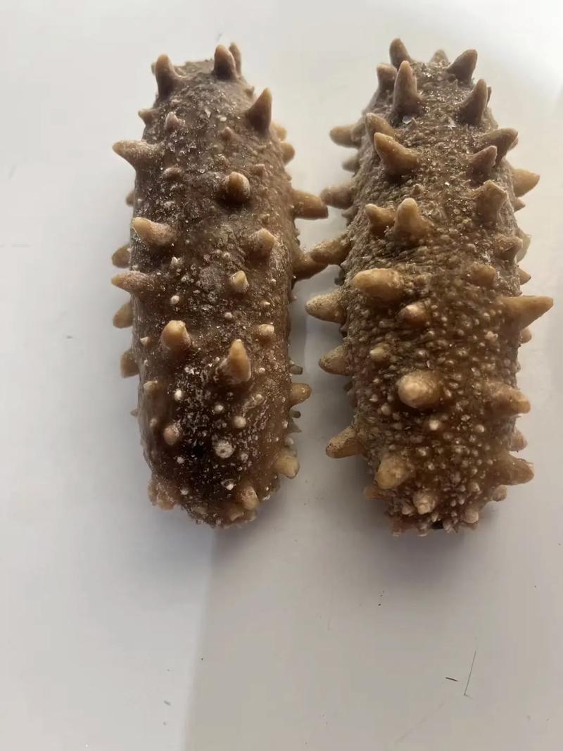 海参的价格多少钱一斤合适-图3