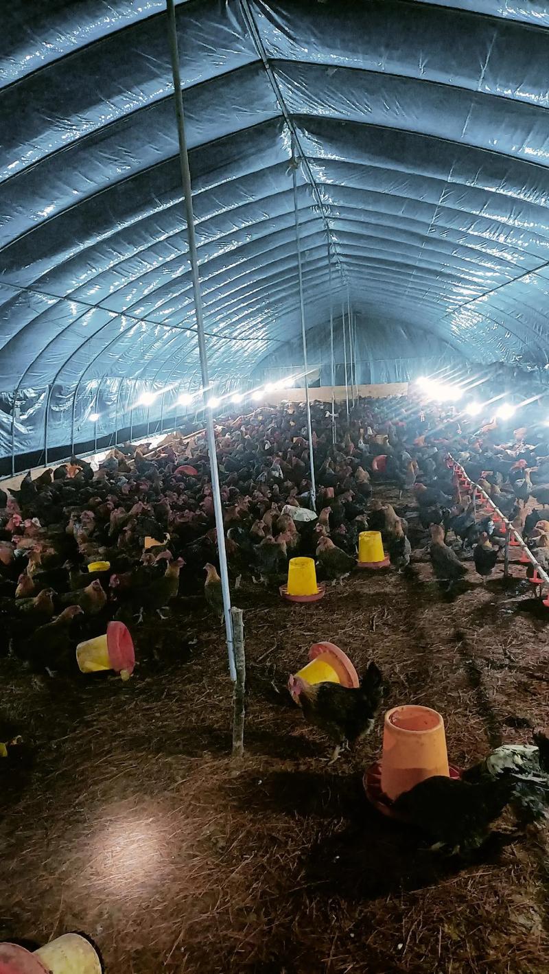 农村养殖鸡技术视频如何高效播放学习？-图2