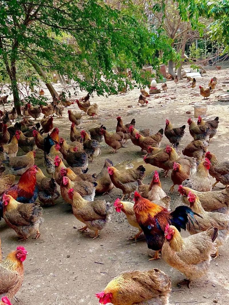 农村养殖鸡技术视频如何高效播放学习？-图3