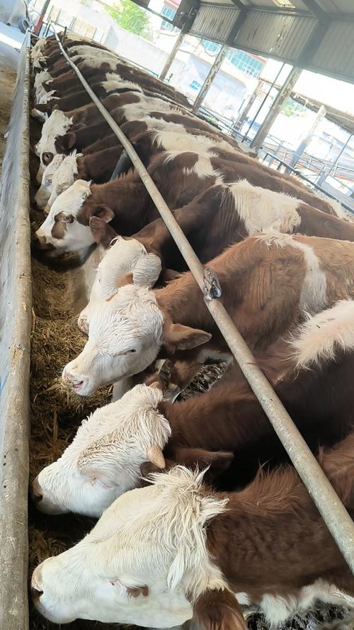 西门塔尔牛在山东咋养效益高？-图3