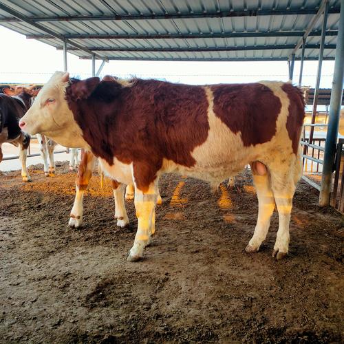 西门塔尔牛在山东咋养效益高？-图2