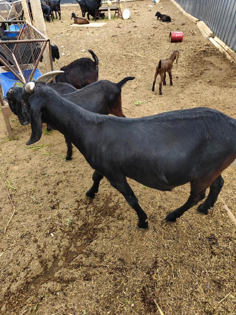 全国市场最大羊品种是哪个？-图2