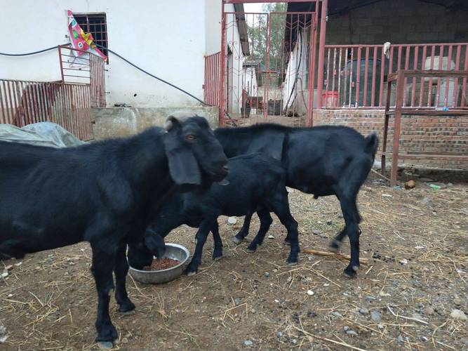 全国市场最大羊品种是哪个?-图1 全国市场最大羊品种是哪个?-图1