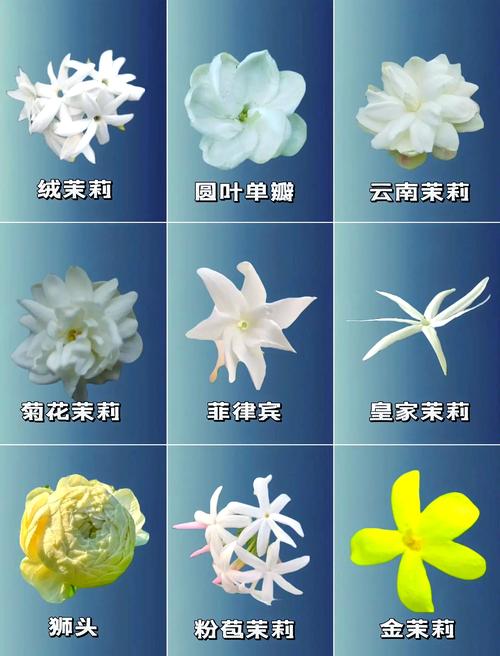 商业用茉莉花是什么品种?-图1 商业用茉莉花是什么品种?-图1