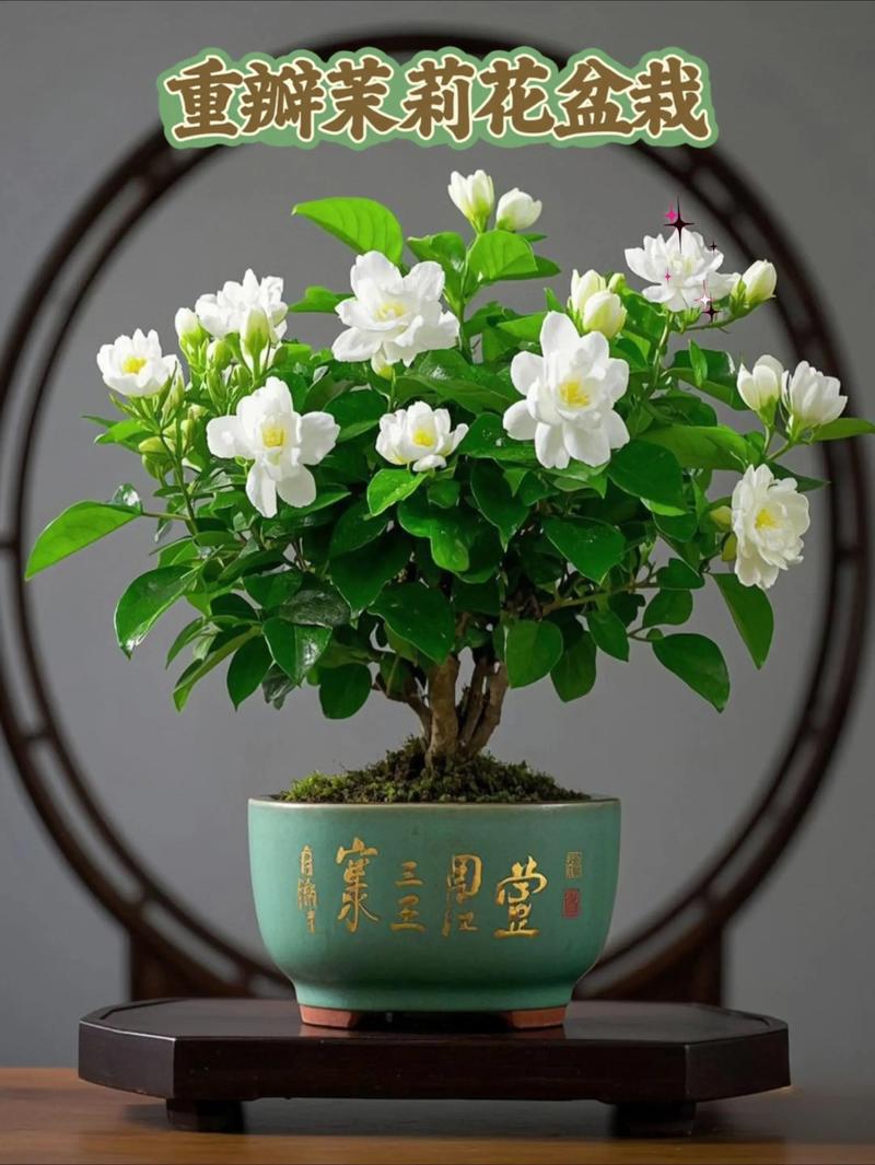 商业用茉莉花是什么品种?-图3 商业用茉莉花是什么品种?-图3