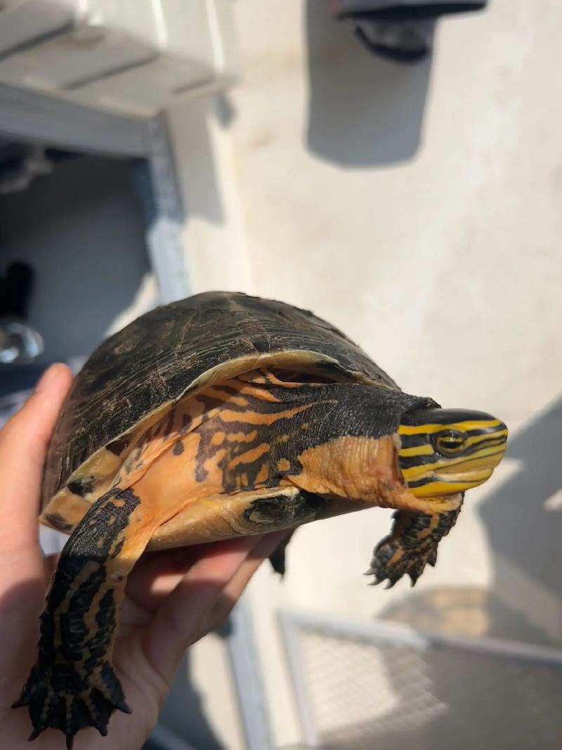 2025年安布闭壳龟价格会涨还是跌?-图3 2025年安布闭壳龟价格会涨还是跌?-图3