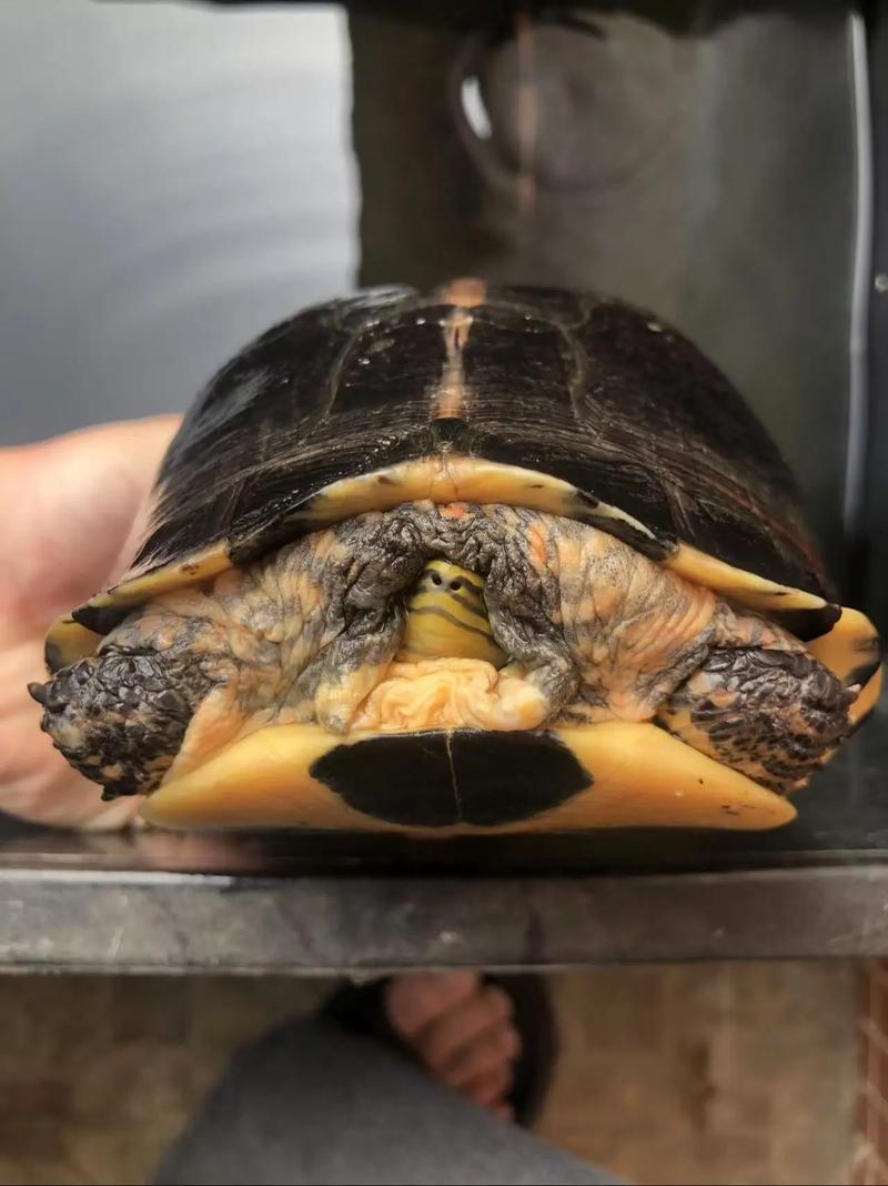 2025年安布闭壳龟价格会涨还是跌?-图2 2025年安布闭壳龟价格会涨还是跌?-图2