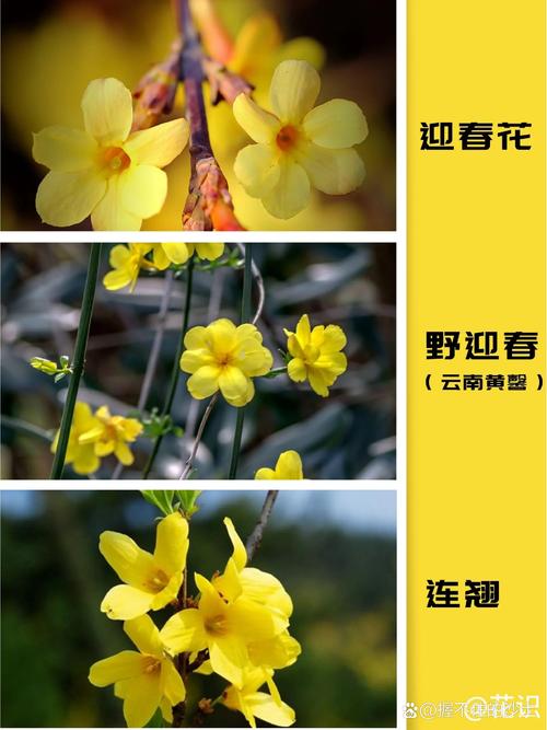 迎春花有多少品种哪个好-图2