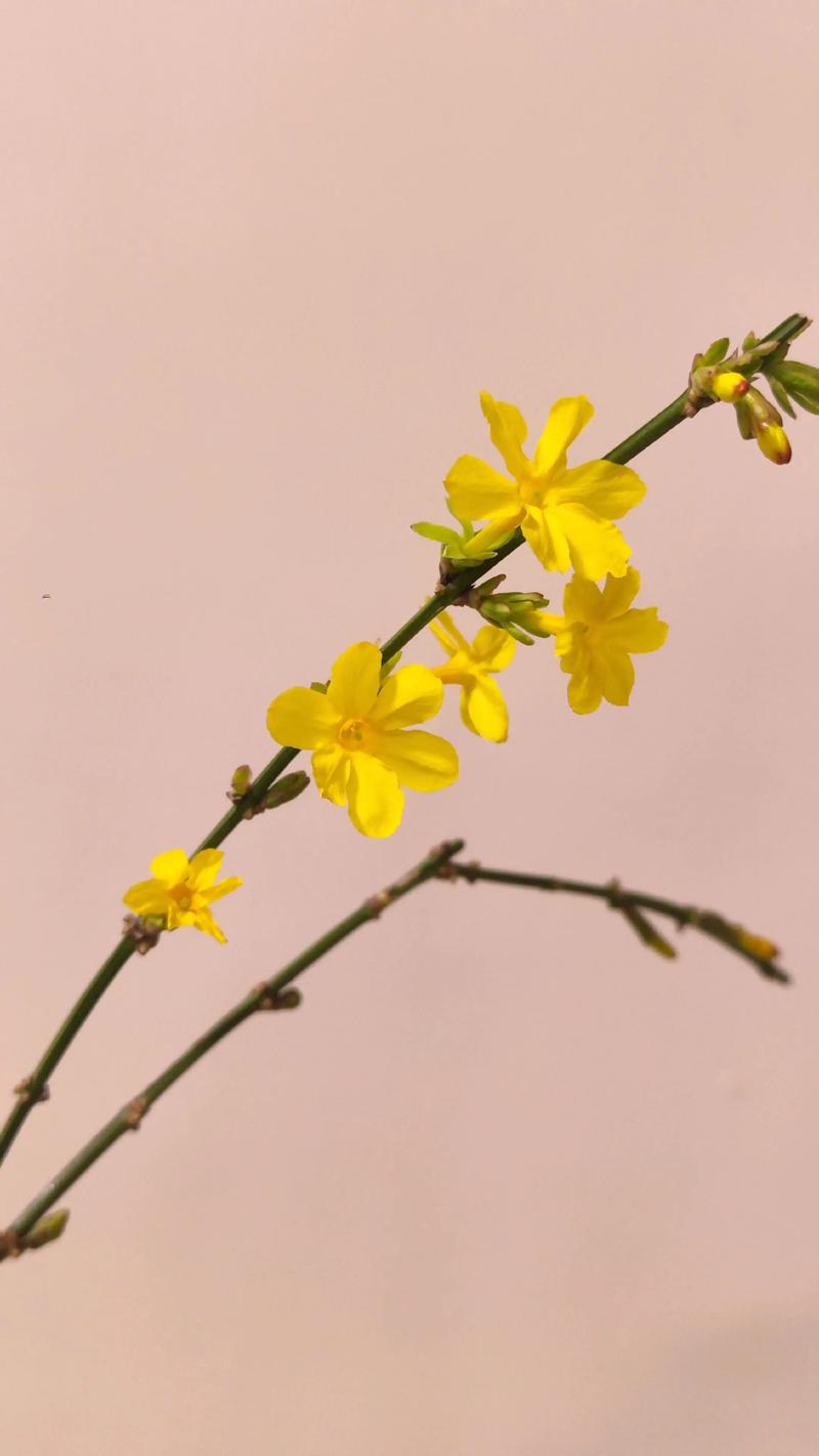 迎春花有多少品种哪个好-图3