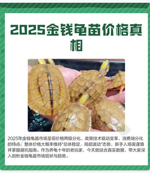2025年金钱龟苗价格会涨还是跌？-图1