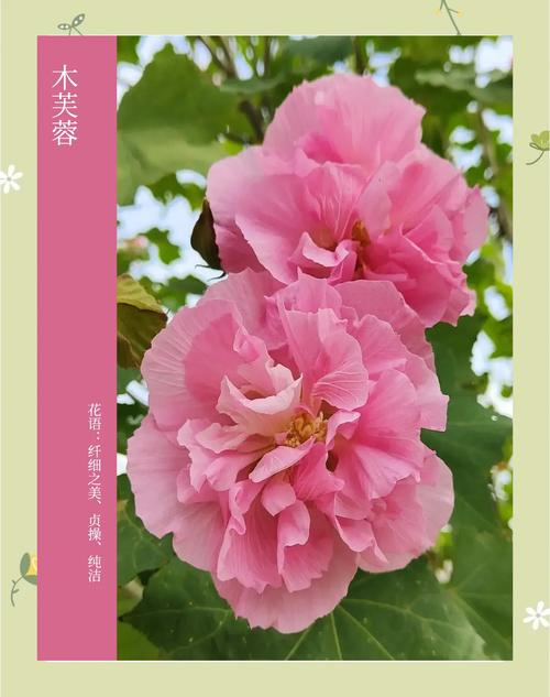 木芙蓉品种多，药用价值具体有哪些？-图2