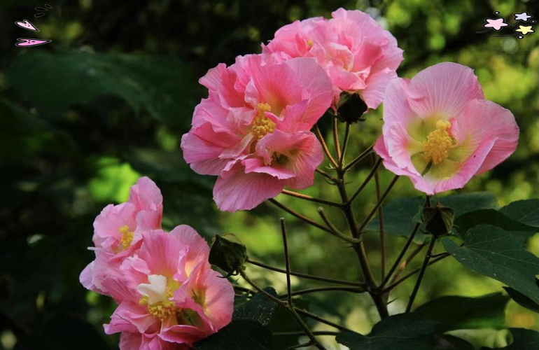 木芙蓉品种多，药用价值具体有哪些？-图3