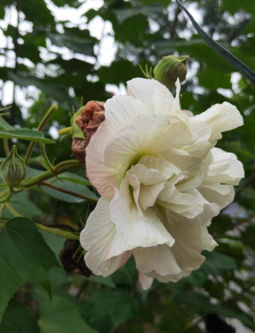 木芙蓉品种多，药用价值具体有哪些？-图1