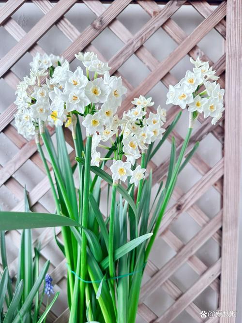 中国水仙花品种有哪些?-图2 中国水仙花品种有哪些?-图2