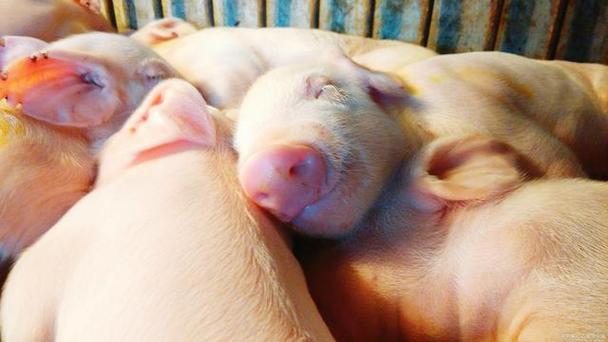 什么品种的猪是最能睡的-图2