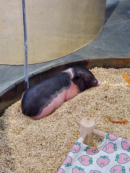 什么品种的猪是最能睡的-图1