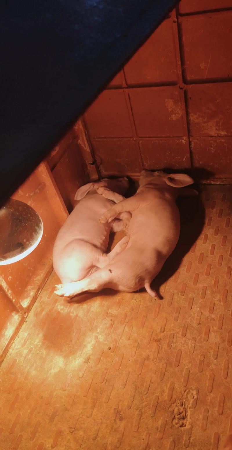 什么品种的猪是最能睡的-图3