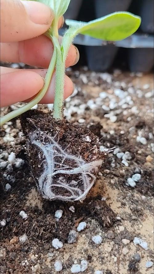 cctv7西瓜嫁接技术-图2