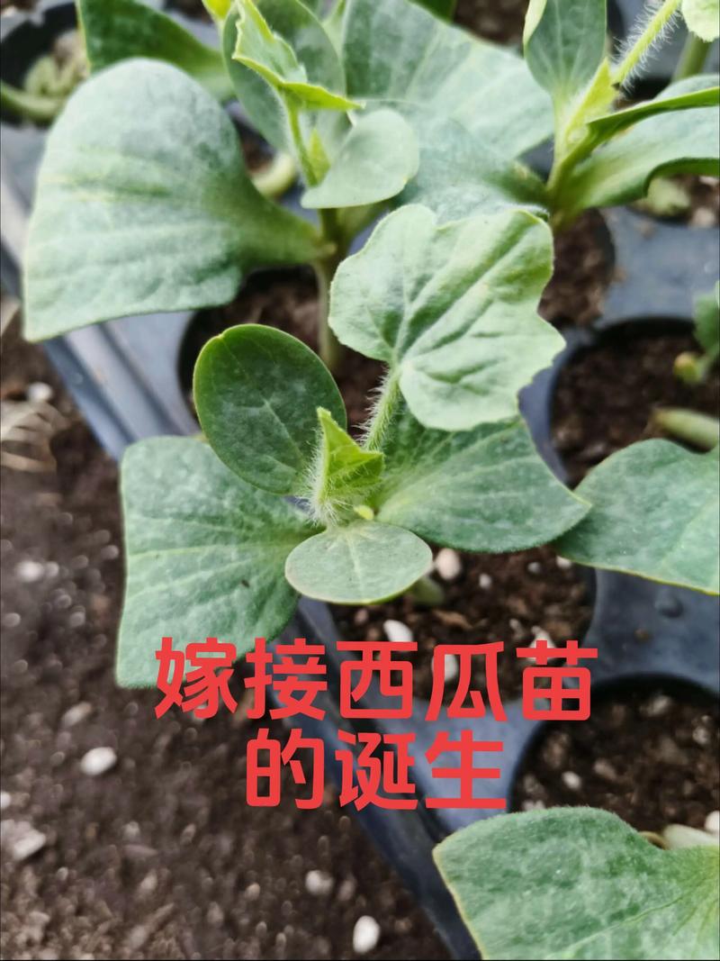 cctv7西瓜嫁接技术-图3 cctv7西瓜嫁接技术-图3