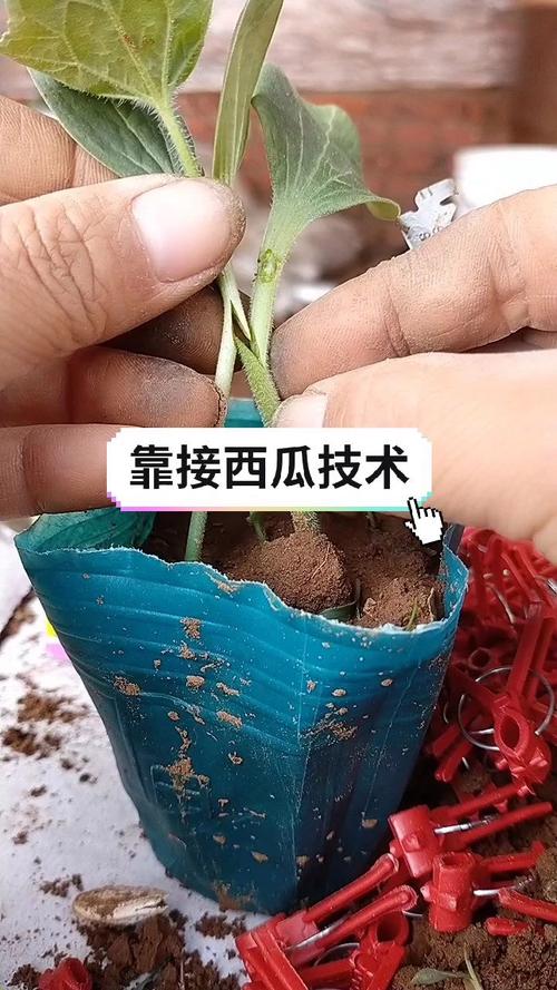 cctv7西瓜嫁接技术-图1 cctv7西瓜嫁接技术-图1