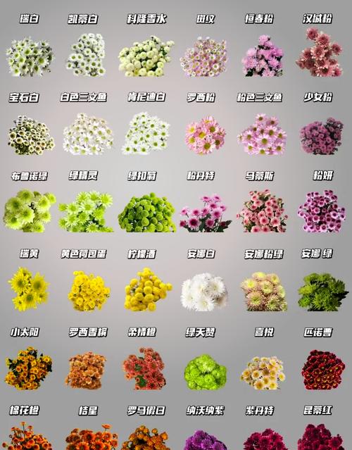 菊花品种数量究竟有多少？-图1