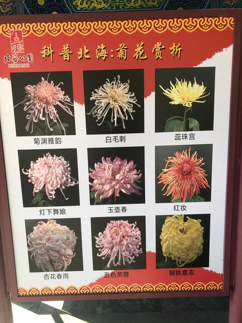 菊花品种数量究竟有多少？-图2