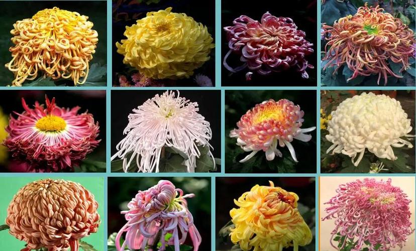 菊花品种数量究竟有多少？-图3