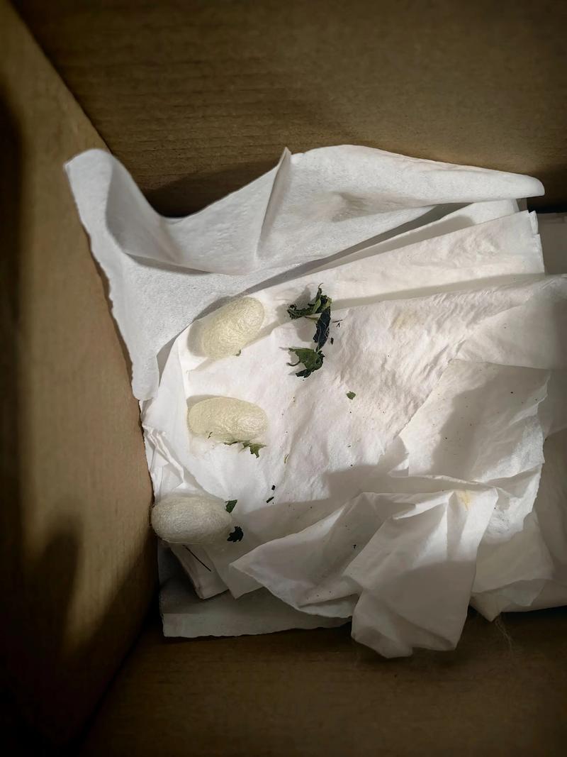 2025年蚕茧价格多少钱一斤？-图3