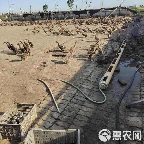 2025年淘汰蛋鸭的价格-图2