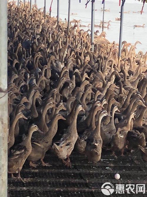 2025年淘汰蛋鸭的价格-图3