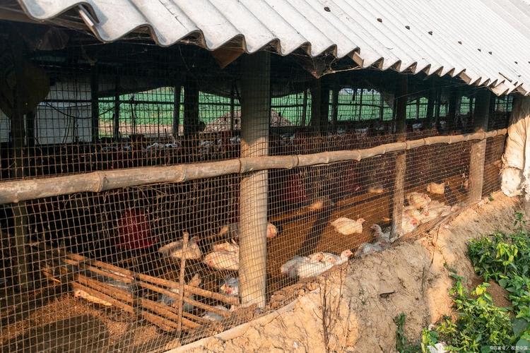 东北冬季发酵床养鸡,温度低咋发酵?-图1 东北冬季发酵床养鸡,温度低咋发酵?-图1