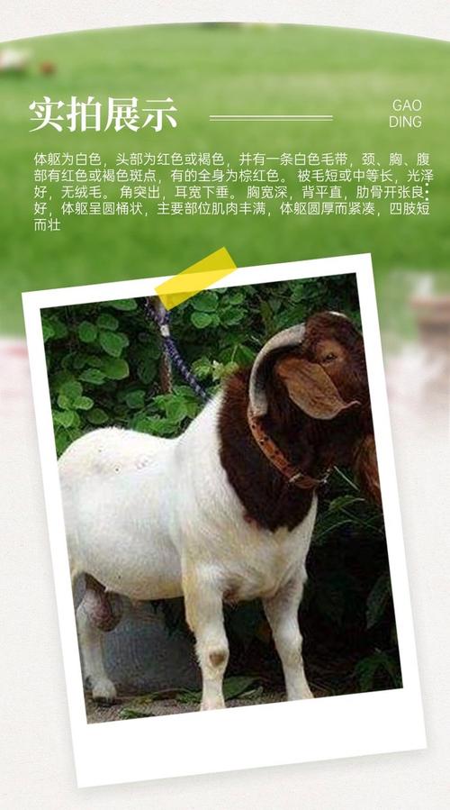 2025年波尔山羊价格会涨还是跌？-图3