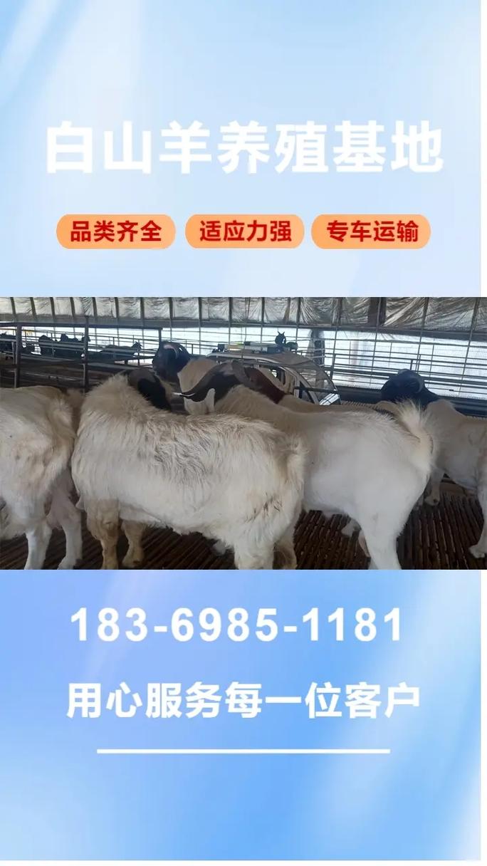 2025年波尔山羊价格会涨还是跌？-图1