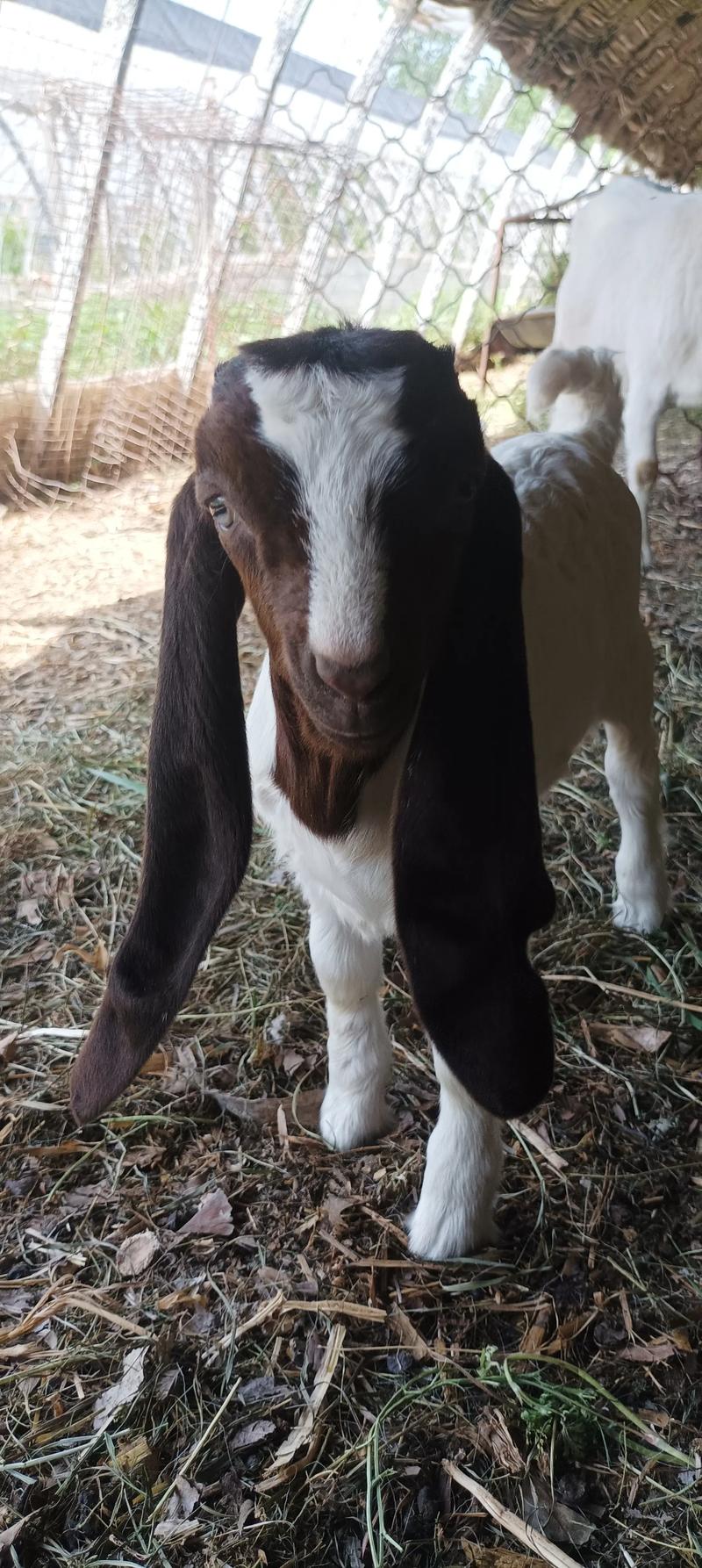 2025年波尔山羊价格会涨还是跌？-图2