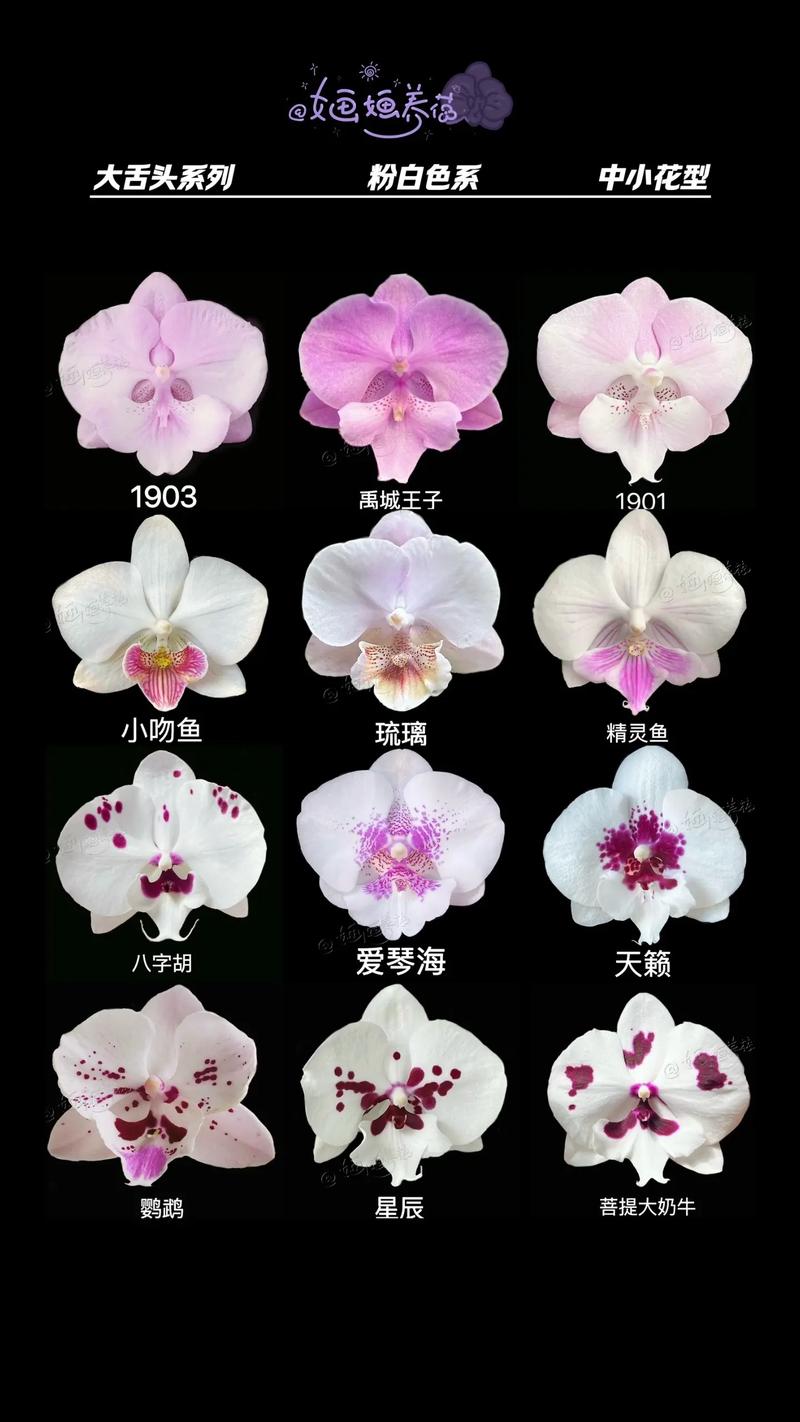 如何挑到优质蝴蝶兰品种?-图3 如何挑到优质蝴蝶兰品种?-图3