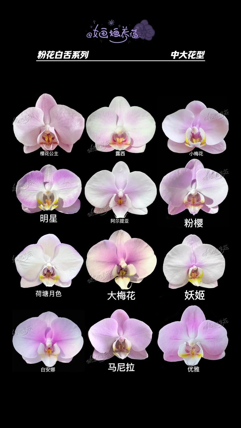 如何挑到优质蝴蝶兰品种?-图2 如何挑到优质蝴蝶兰品种?-图2