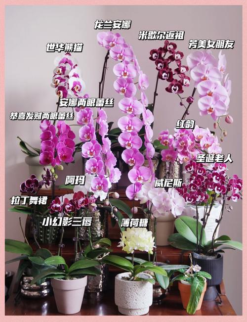 如何挑到优质蝴蝶兰品种?-图1 如何挑到优质蝴蝶兰品种?-图1