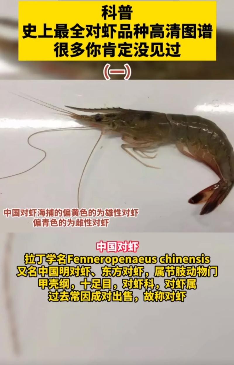 南美白对虾养殖技术核心要点有哪些？-图1