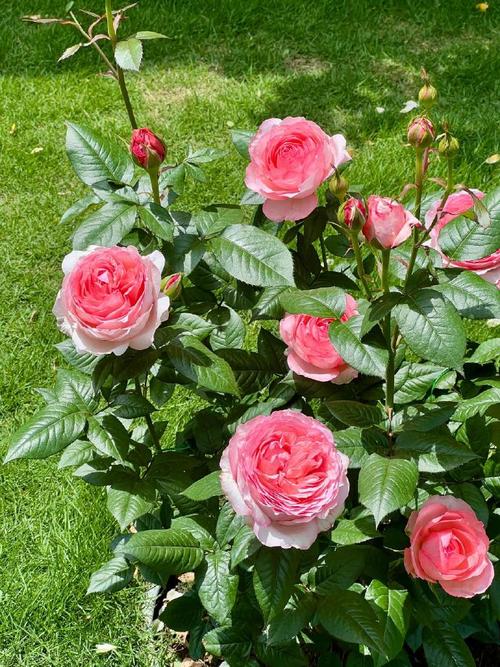 月季花月月开是什么品种？-图2